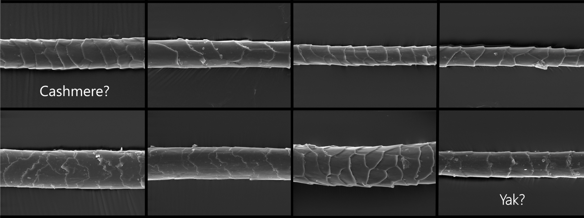 SEM comparison of cashmere and yak